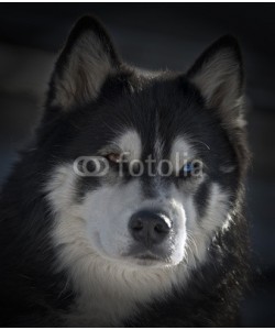 Blickfang, Husky Portrait Dark