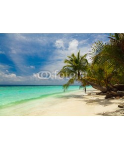 fazeful, Palm tree on the shore of the Maldives