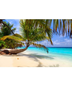 fazeful, Palm tree on the shore of the Maldives