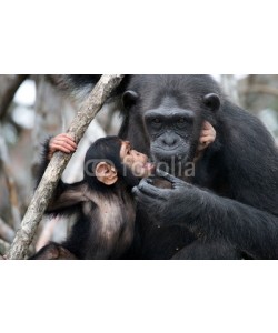 gudkovandrey, Female chimpanzee with a baby. Funny frame.