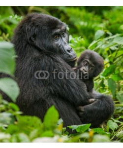 gudkovandrey, A female mountain gorilla with baby