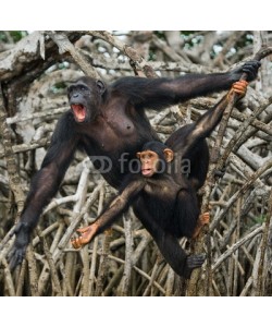 gudkovandrey, Female chimpanzee with a baby. funny picture
