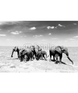 kasto, Loxodonta africana, African bush elephant.