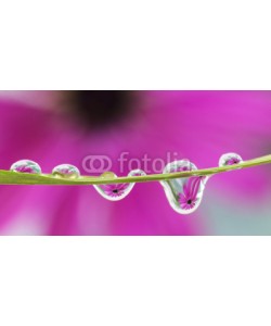 roberaten, reflection of daisy flower