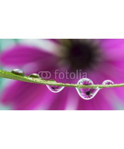 roberaten, reflection of daisy flower