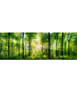 Smileus, Wald Panorama mit Sonnenstrahlen