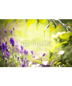 Floydine, Sommer, Duft, Lavendel