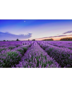 ValentinValkov, Sunrise and dramatic clouds over Lavender Field