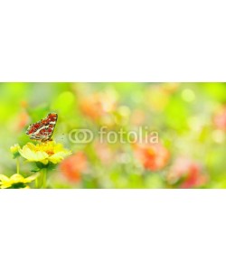 Floydine, Summer  -  Garden with beautiful flowers and butterfly