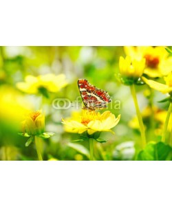 Floydine, Schöner Schmetterling (Araschnia levana) auf gelber Blume