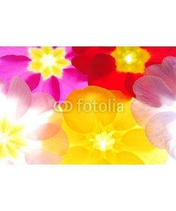 Anette Linnea Rasmus, Close-up of primula flowers against white background