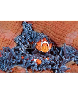 uwimages, Clownfish family, Amphiprion ocellaris