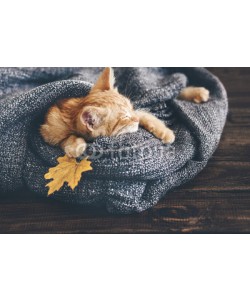 Alena Ozerova, Gigner kitten sleeping