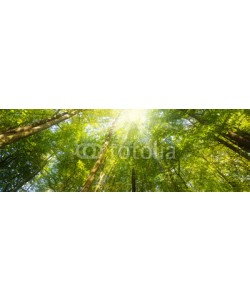 reichdernatur, Wald Panorama mit Sonnenstrahlen - Banner