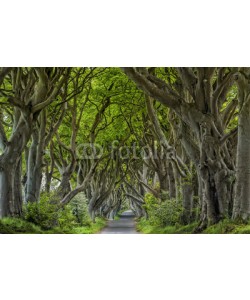 Blickfang, Irland Dark Hedges