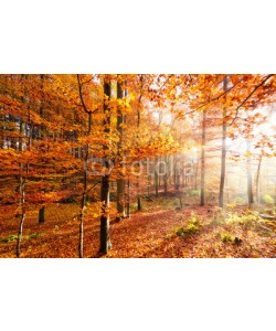 reichdernatur, Herbstwald mit farbenfroher Lichtstimmung