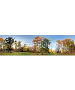 TTstudio, Forest autumn panorama in park