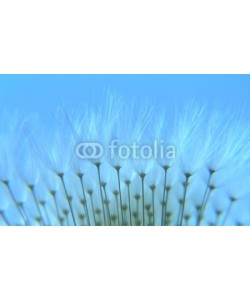 Anette Linnea Rasmus, dandelion seeds