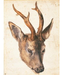 Albrecht Dürer, Der Kopf eines Rehbocks