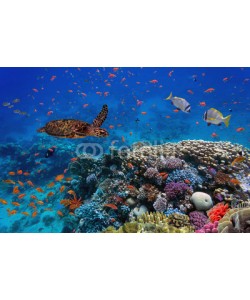 vlad61_61, colorful coral reef with many fishes and sea turtle