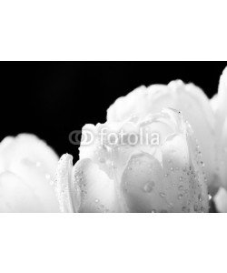 Photocreo Bednarek, Fresh white tulip with water drops close-up on black background.