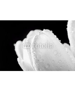Photocreo Bednarek, Fresh white tulip with water drops close-up on black background.