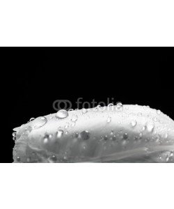 Photocreo Bednarek, Fresh white tulip with water drops close-up on black background.