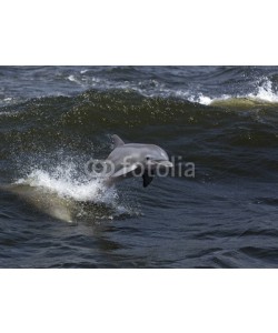 geraldmarella, Bottlenose Dolphin (Tursiops truncates)