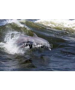 geraldmarella, Two Bottlenose Dolphin (Tursiops truncates)