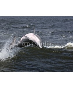 geraldmarella, Bottlenose Dolphin (Tursiops truncates)