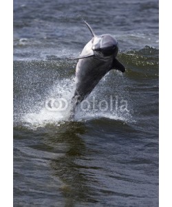 geraldmarella, Bottlenose Dolphin (Tursiops truncates)