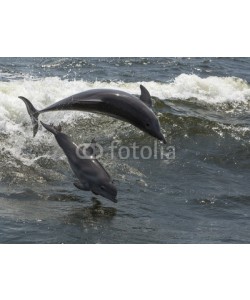 geraldmarella, Two Bottlenose Dolphin (Tursiops truncates)