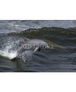 geraldmarella, Bottlenose Dolphin (Tursiops truncates)