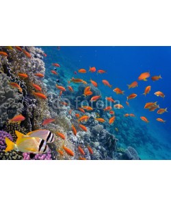 vlad61_61, Tropical fish and Hard corals