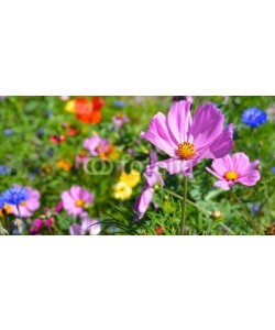 S.H.exclusiv, Grußkarte - Blumenwiese - Sommerblumen
