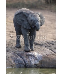 Alta Oosthuizen, Breeding herd of elephant drinking water at a small pond