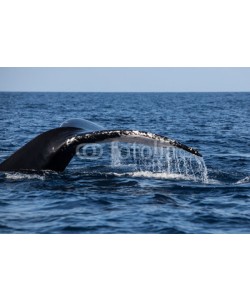 ead72, Humpback Whale Fluke