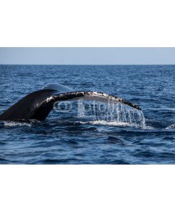 ead72, Humpback Whale Fluke