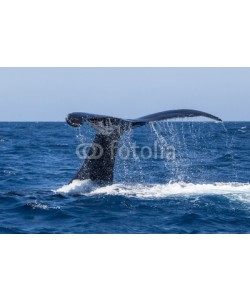 ead72, Humpback Whale Fluke Dripping Water