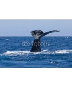 ead72, Whale Fluke Sinking Into Ocean