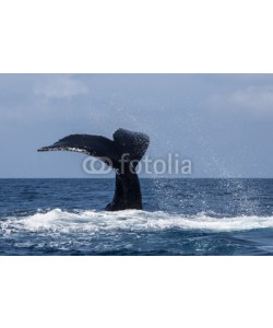 ead72, Humpback Whale Tail and Ocean