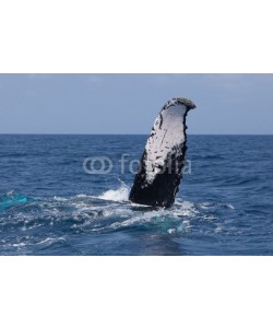 ead72, Humpback Whale Tail Disappearing Below Surface