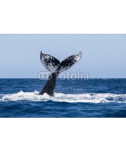 ead72, Humpback Whale Fluke