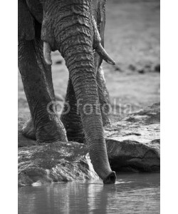 Alta Oosthuizen, Elephant herd playing in muddy water with fun