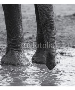 Alta Oosthuizen, Elephant herd playing in muddy water with fun