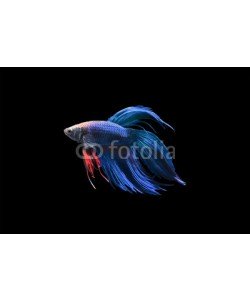 nattapan72, Betta fish isolated on black background