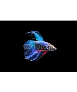 nattapan72, Betta fish isolated on black background