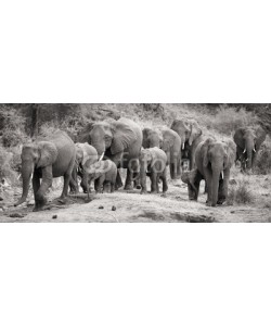 Alta Oosthuizen, Elephant herd calf and mother charge towards water hole