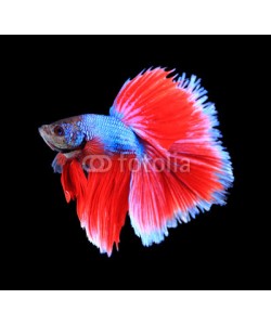 alexzeer, Red and blue siamese fighting fish, betta fish isolated on black