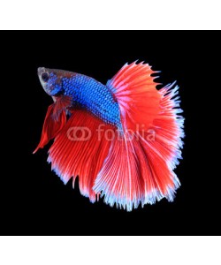 alexzeer, Red and blue siamese fighting fish, betta fish isolated on black